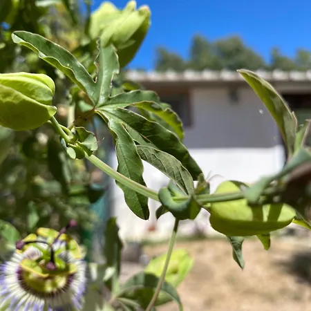 Tiny House Ogliastra - Pochi Passi Dalla Vakantiehuis